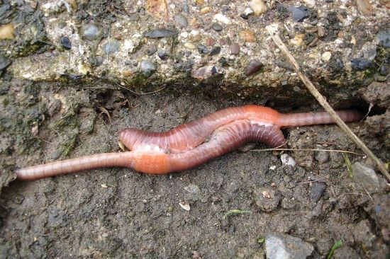 Hermaphrodites: Earthworms Mating. Photo Credit: Jackhynes, image released into public domain