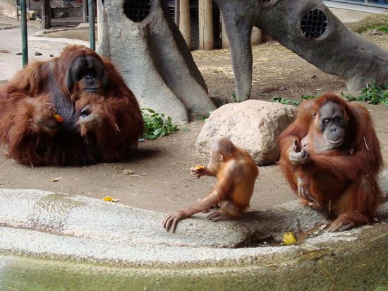 Male (left), offspring, and female (right) Sumatran orangutans. Photo Credit: Jeffery J. Nichols