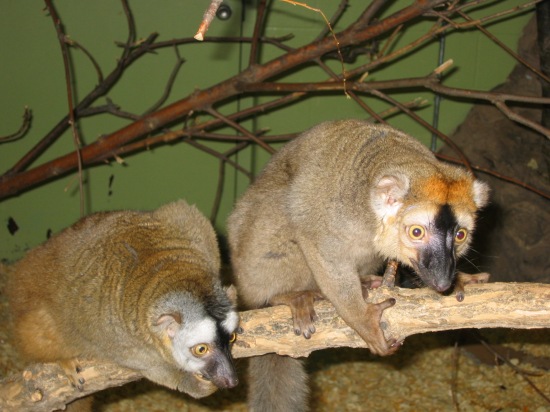 Red Lemur Pair. Males have white or cream colored cheeks and beards, while females have rufous or cream cheeks and beards that are less bushy than males. Photo Credit: ChrisStubbs
