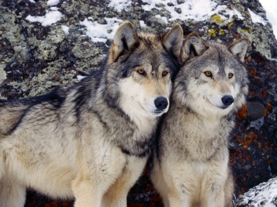 Alpha Wolf Pair. Males have broader skulls, more robust limb bones, and higher muscle mechanical advantages than females. Photo Source: wallpapersimg.com