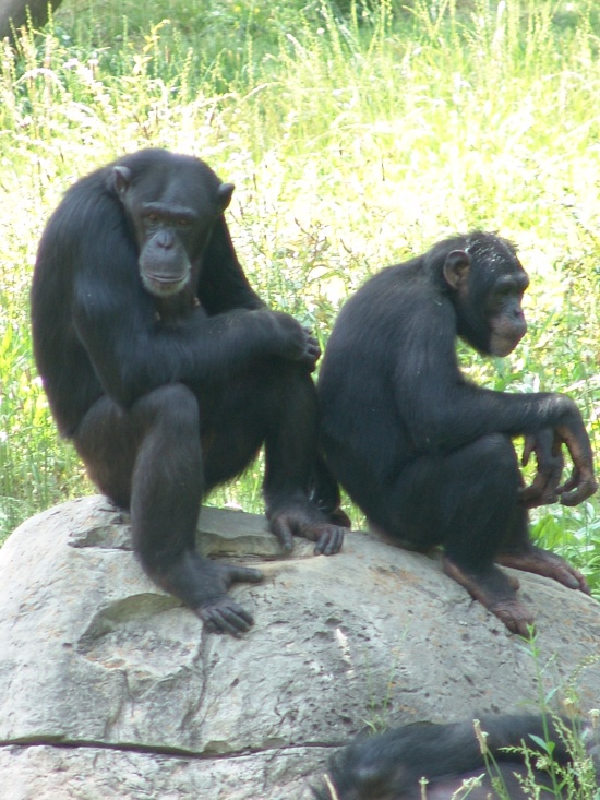 Chimpanzees. The male common chimp stands up to 1.7 m (5.6 ft) high and weighs as much as 70 kg (150 lb); the female is somewhat smaller. Photo Credit: Zoo Docents at Jackson Zoo