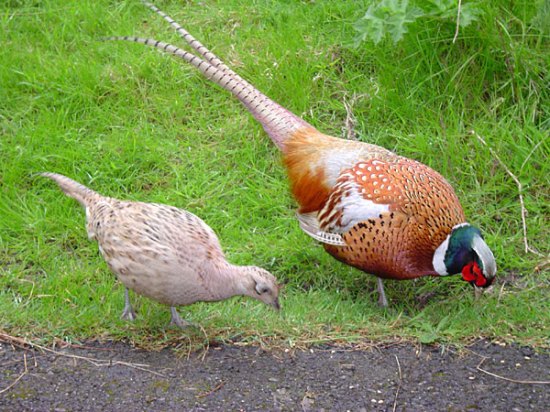 Female (left) and male (right) common pheasant, illustrating the dramatic difference in both color and size between sexes. Photo Credit: ChrisO 