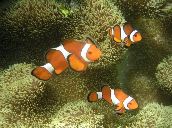 Hermaphrodites: Clownfish are initially male; the largest fish in a group becomes a female and can change back to male again when a larger fish is in the group. Photo Credit: Metatron